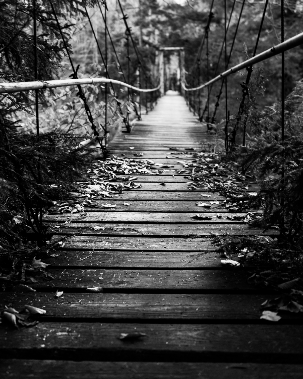 Bridge in the Woods